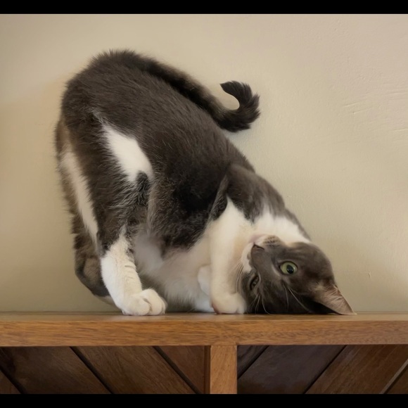 Meet your Posher, Megan - Picture 9 of 10